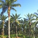The Palm Tree and the Power of Total Usefulness palm tree